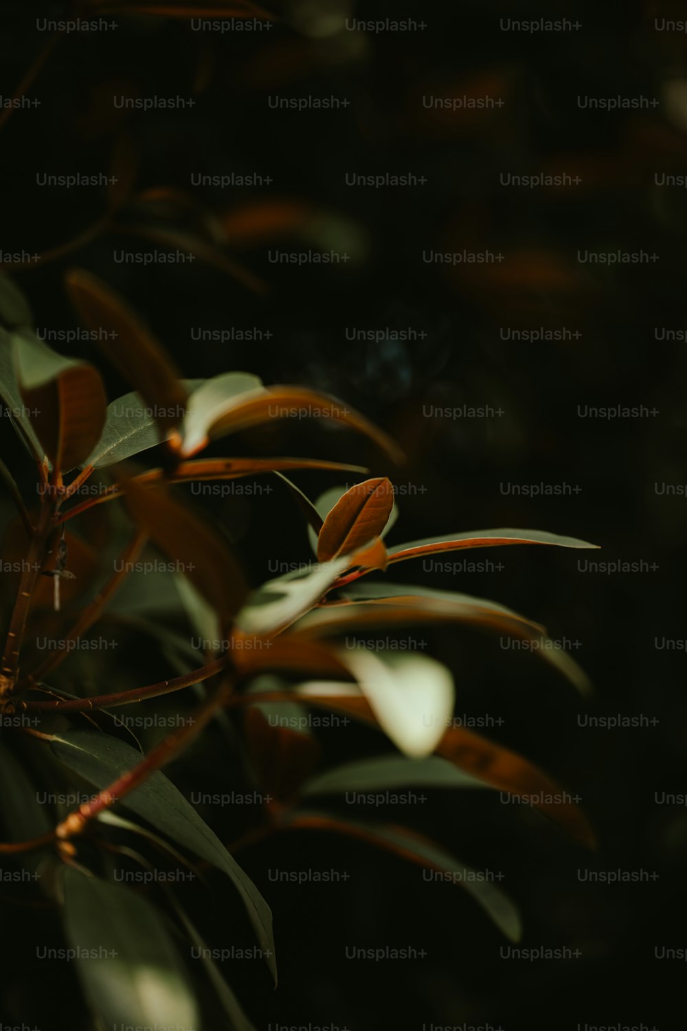 um close up de uma planta com folhas