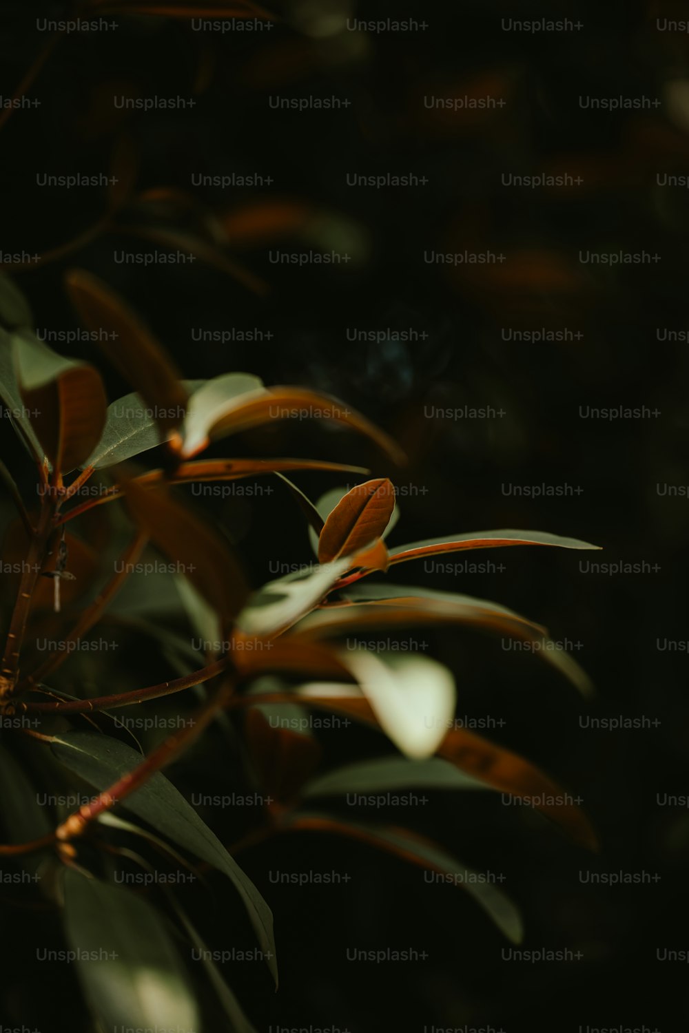 a close up of a plant with leaves