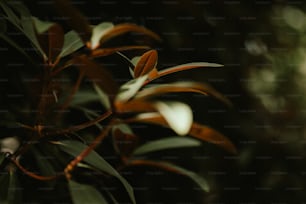 a close up of a tree branch with leaves