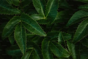 um close up de uma planta de folhas verdes