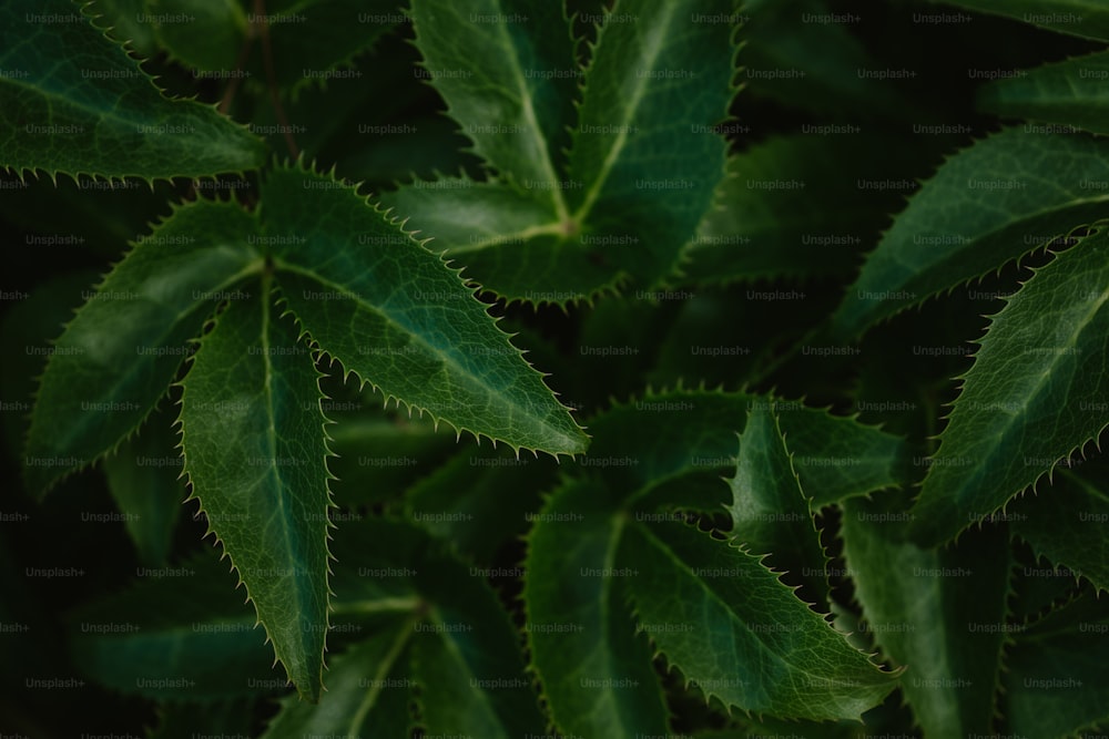 a close up of a green leafy plant