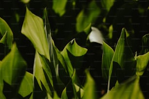 a close up of a green plant with leaves