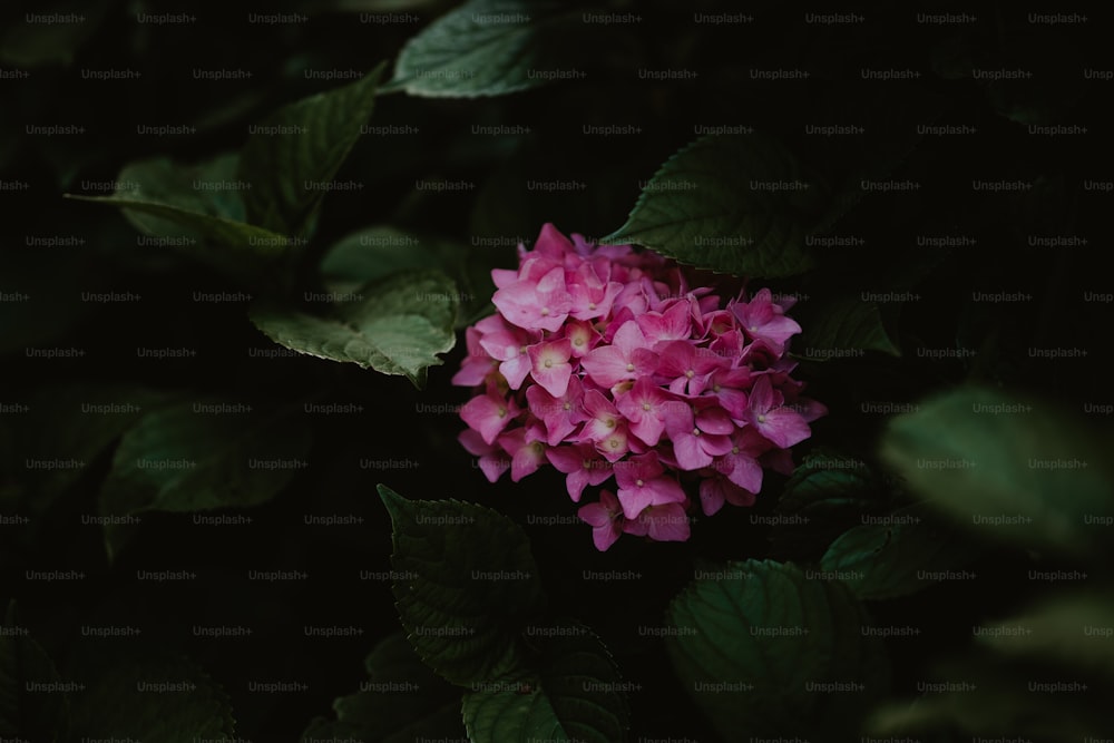 a pink flower is surrounded by green leaves