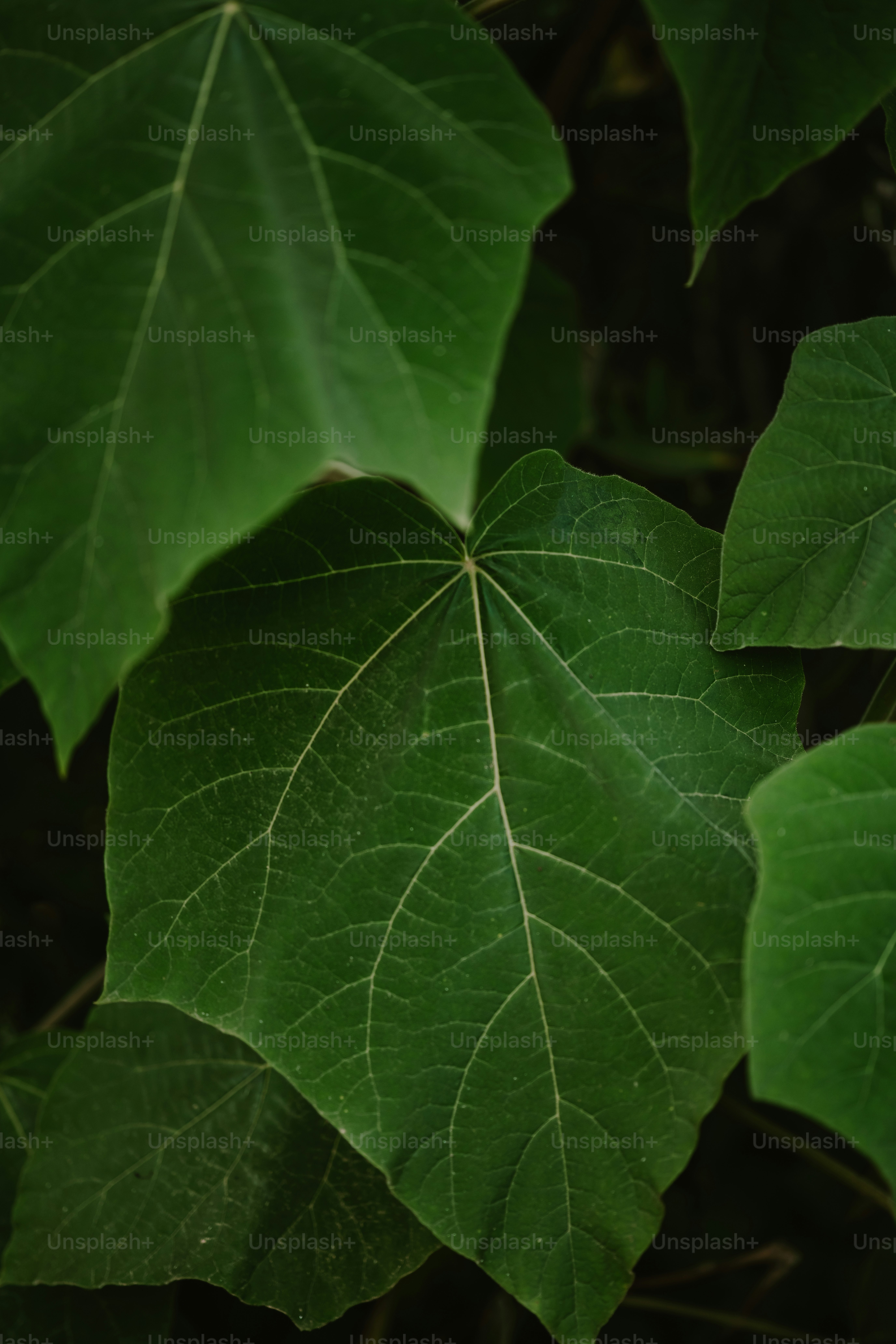 Nahaufnahme eines grünen Blattes an einem Baum