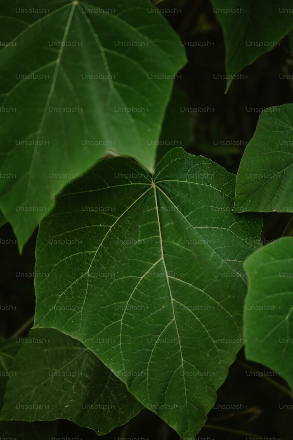 a close up of a green leaf on a tree