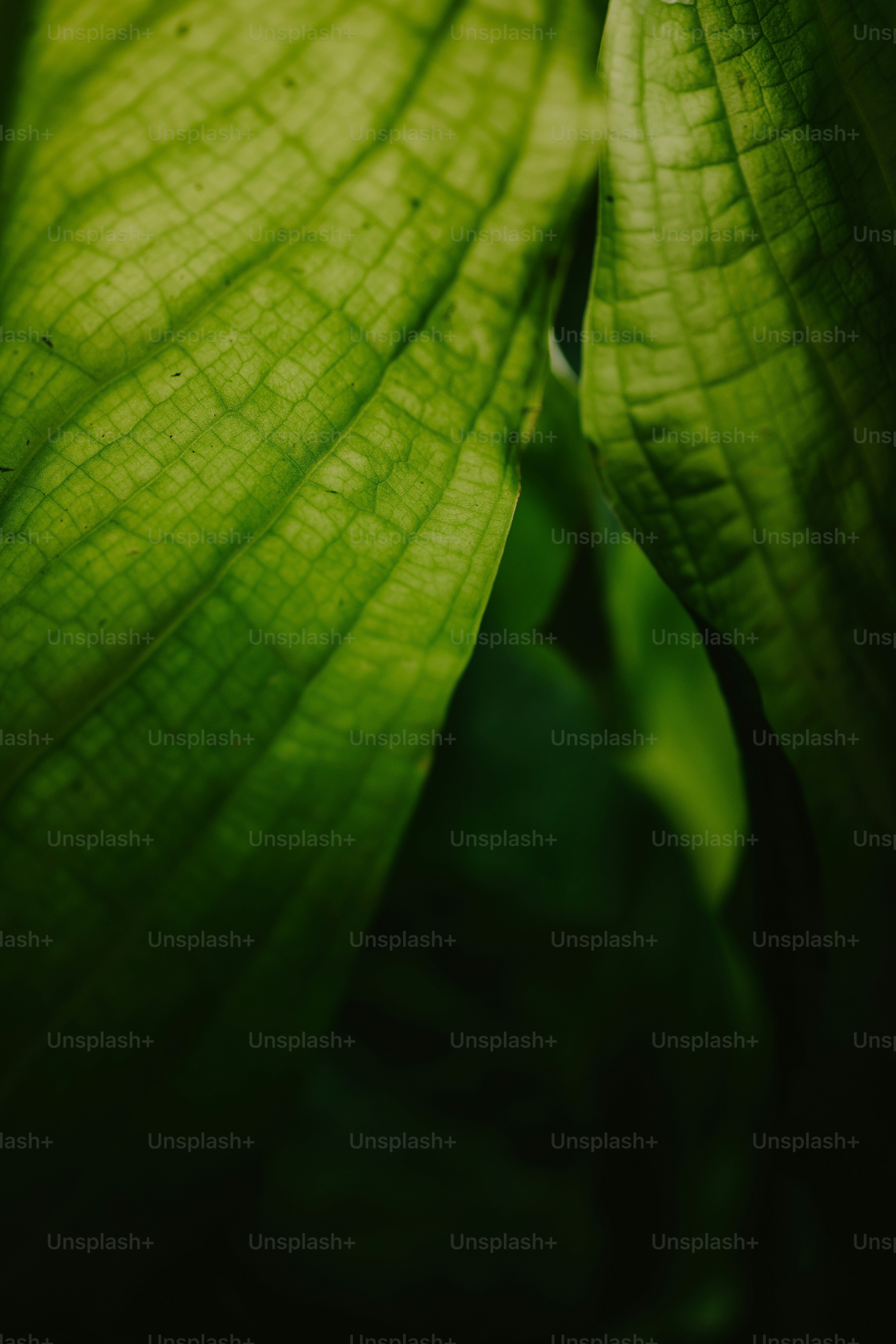 Nahaufnahme eines großen grünen Blattes