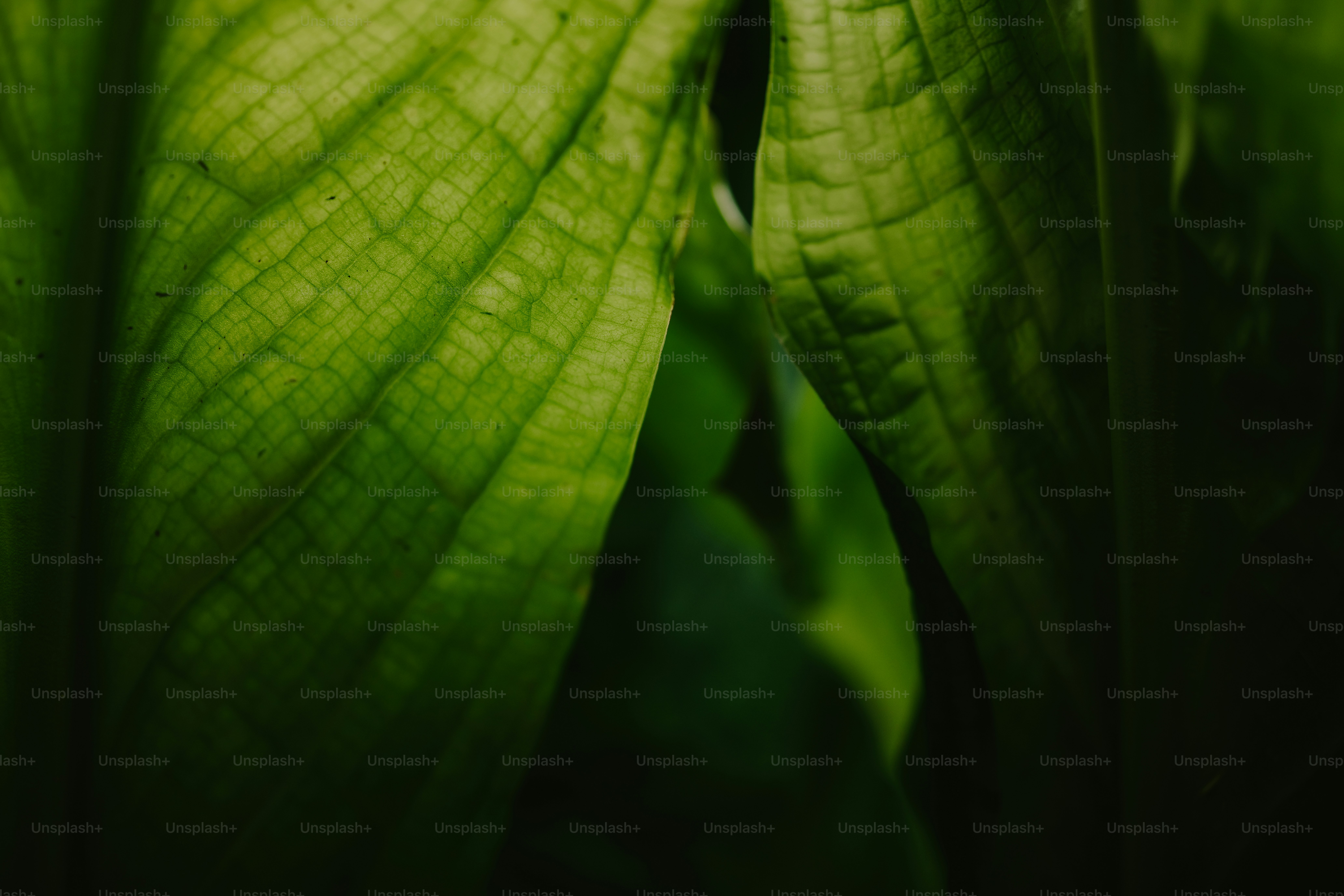 Nahaufnahme eines grünen Blattes