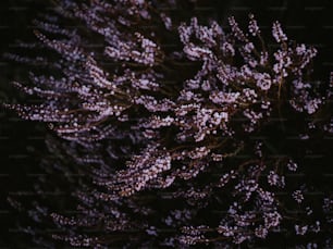 a close up of a tree with purple flowers