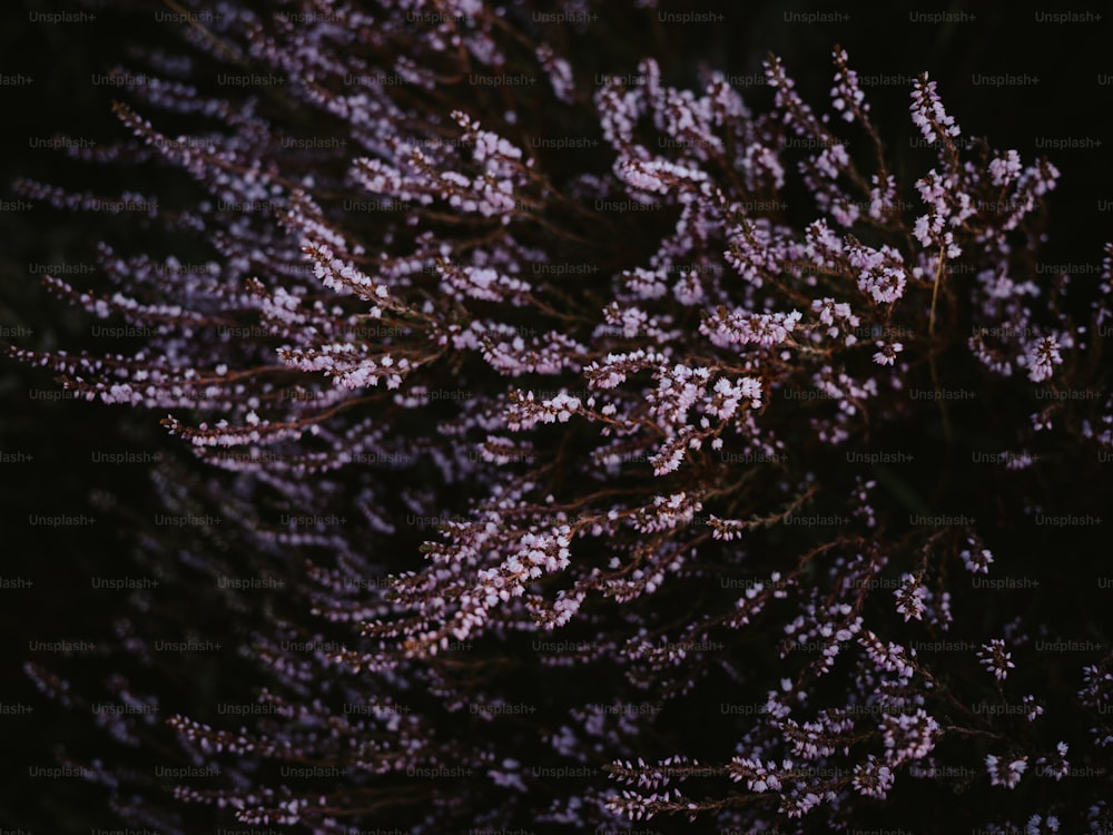 a close up of a tree with purple flowers