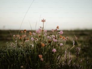 a bunch of flowers that are in the grass