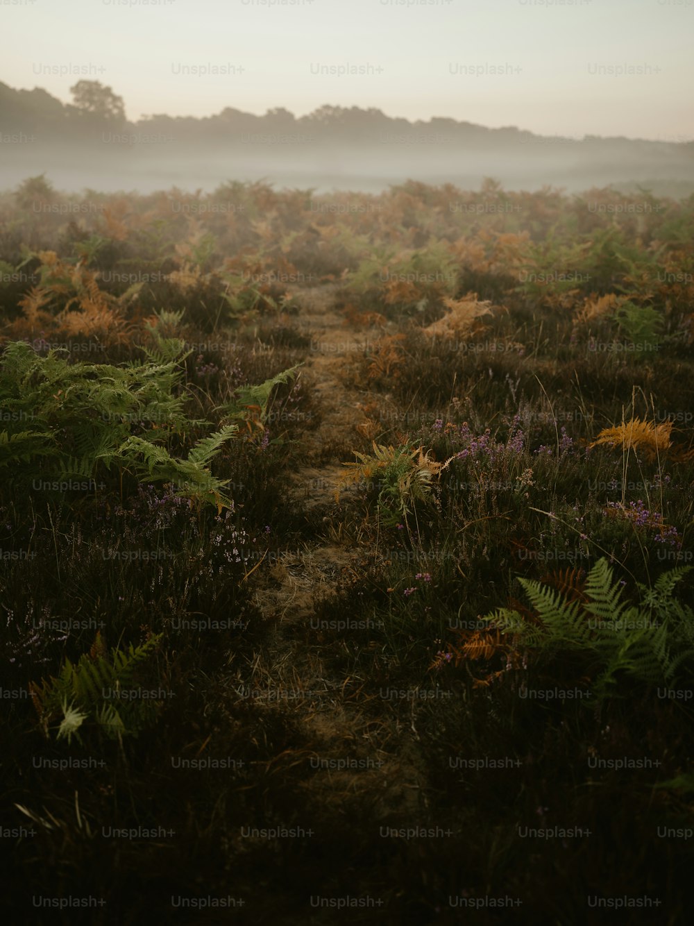 a foggy field filled with lots of plants