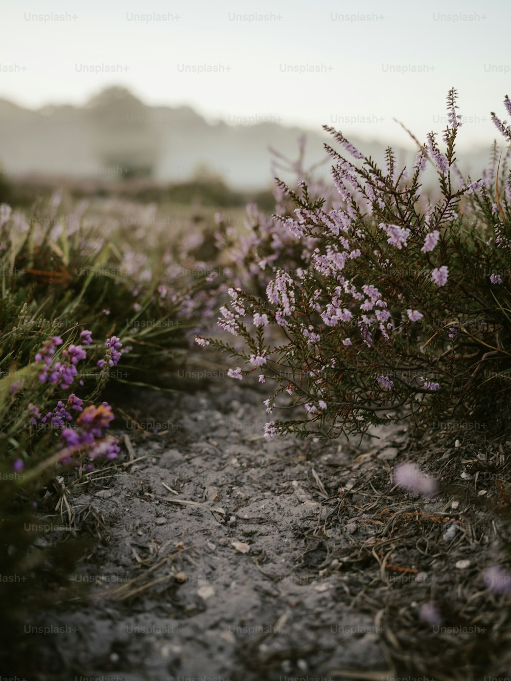 un chemin de terre avec des fleurs violettes qui poussent dessus