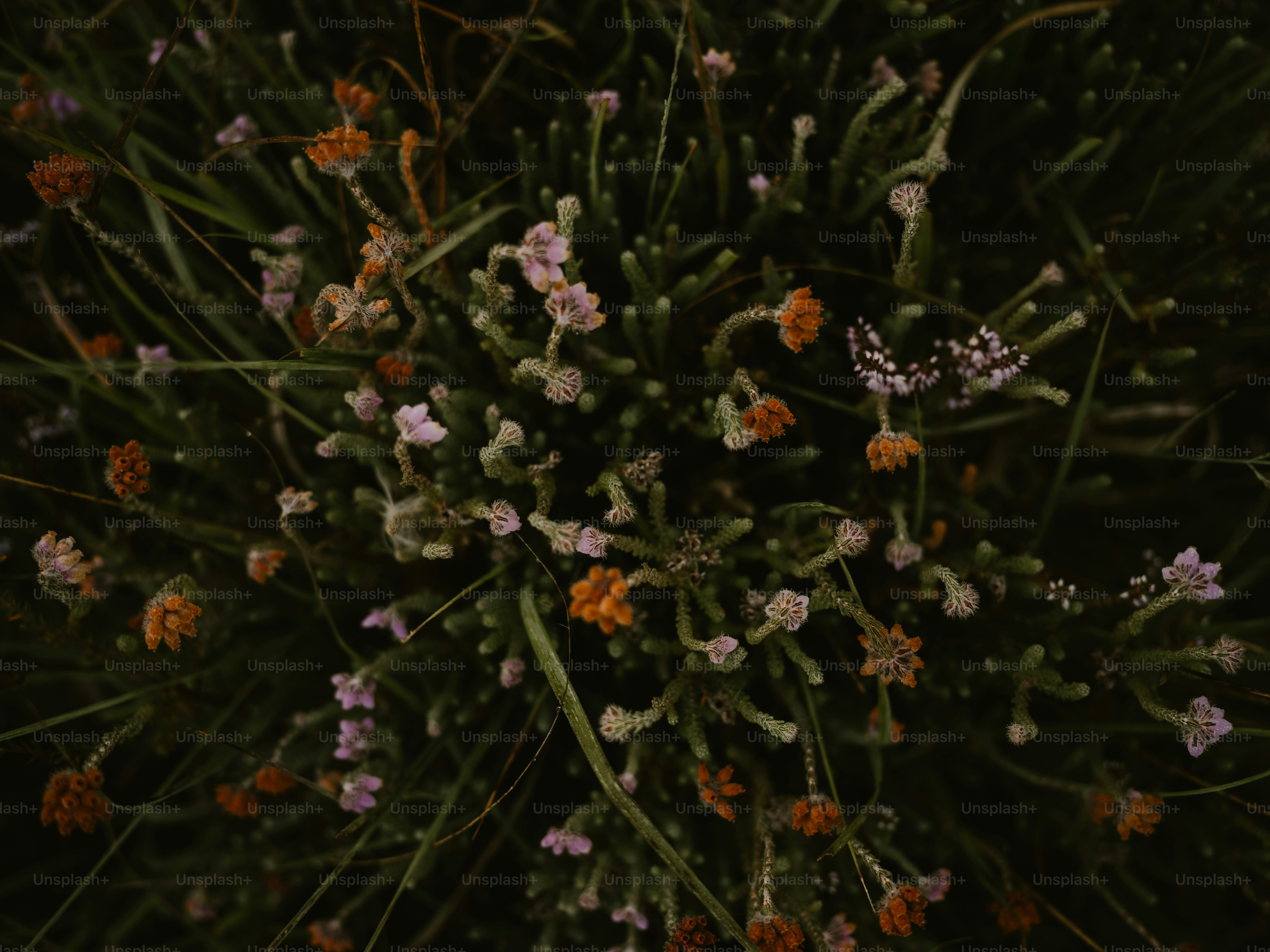 un ramo de flores que están en la hierba