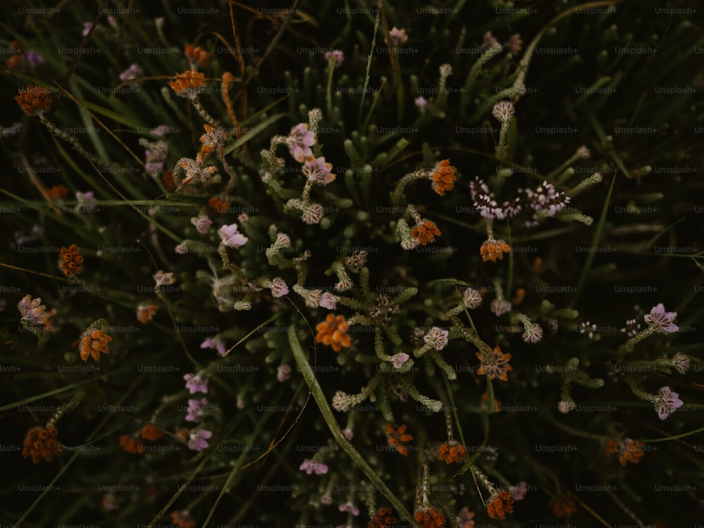 un mazzo di fiori che sono nell'erba