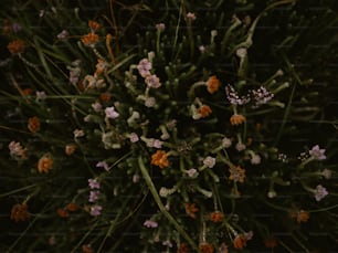 a bunch of flowers that are in the grass