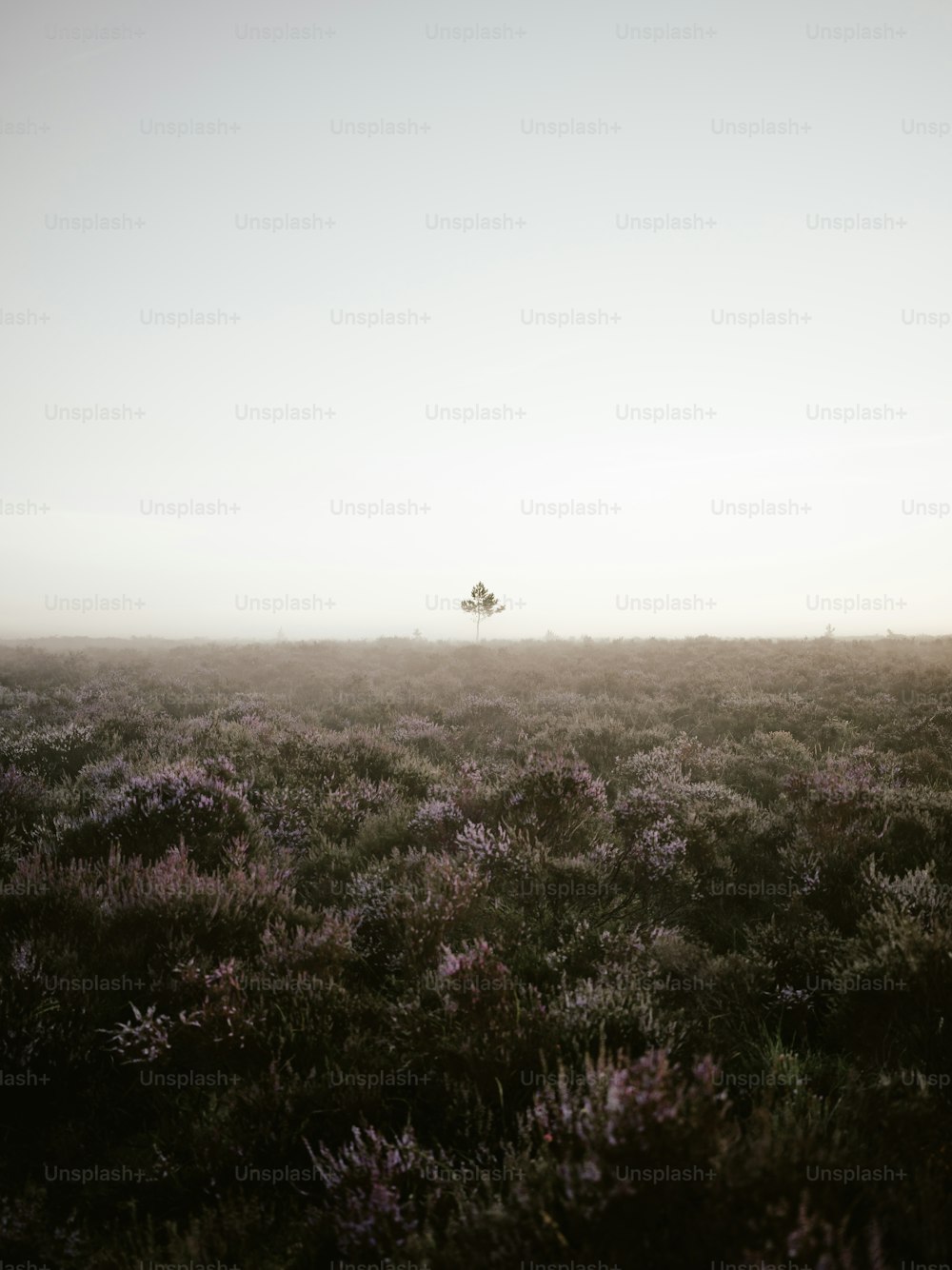 un champ brumeux avec un arbre solitaire au loin