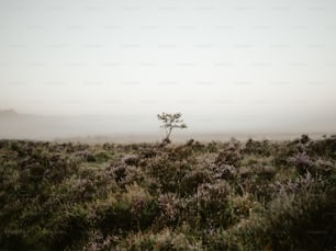 uma árvore solitária no meio de um campo nevoeiro