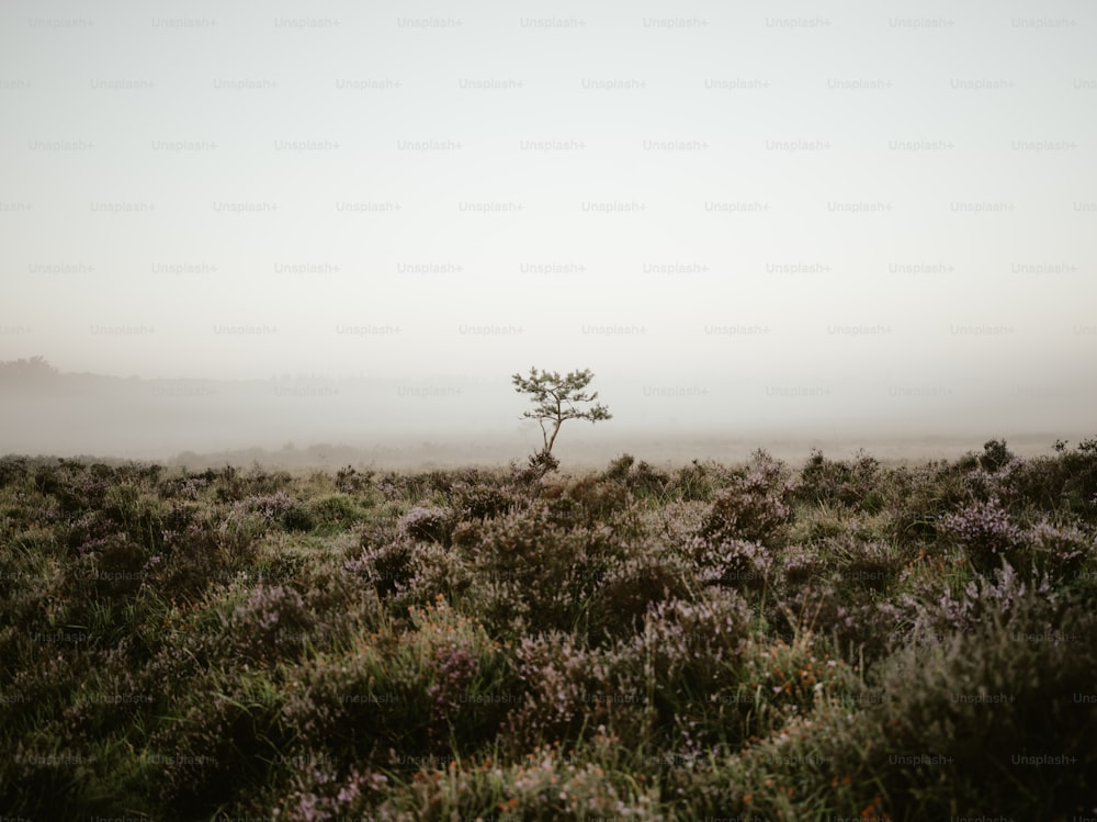 a lone tree in the middle of a foggy field