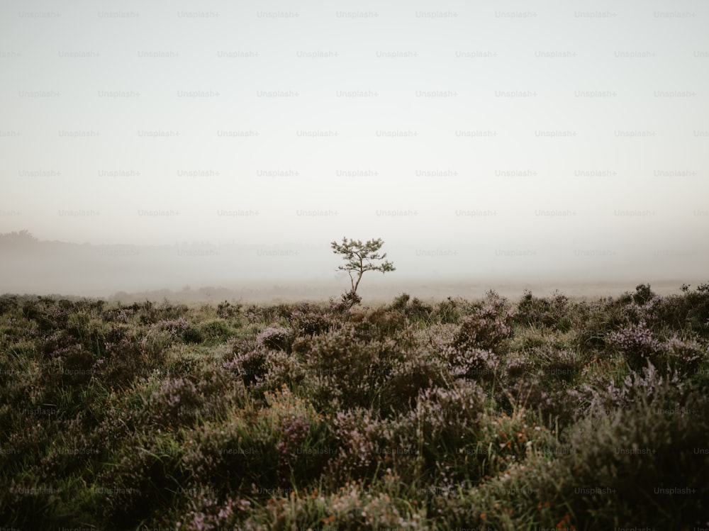 Un albero solitario in mezzo a un campo nebbioso