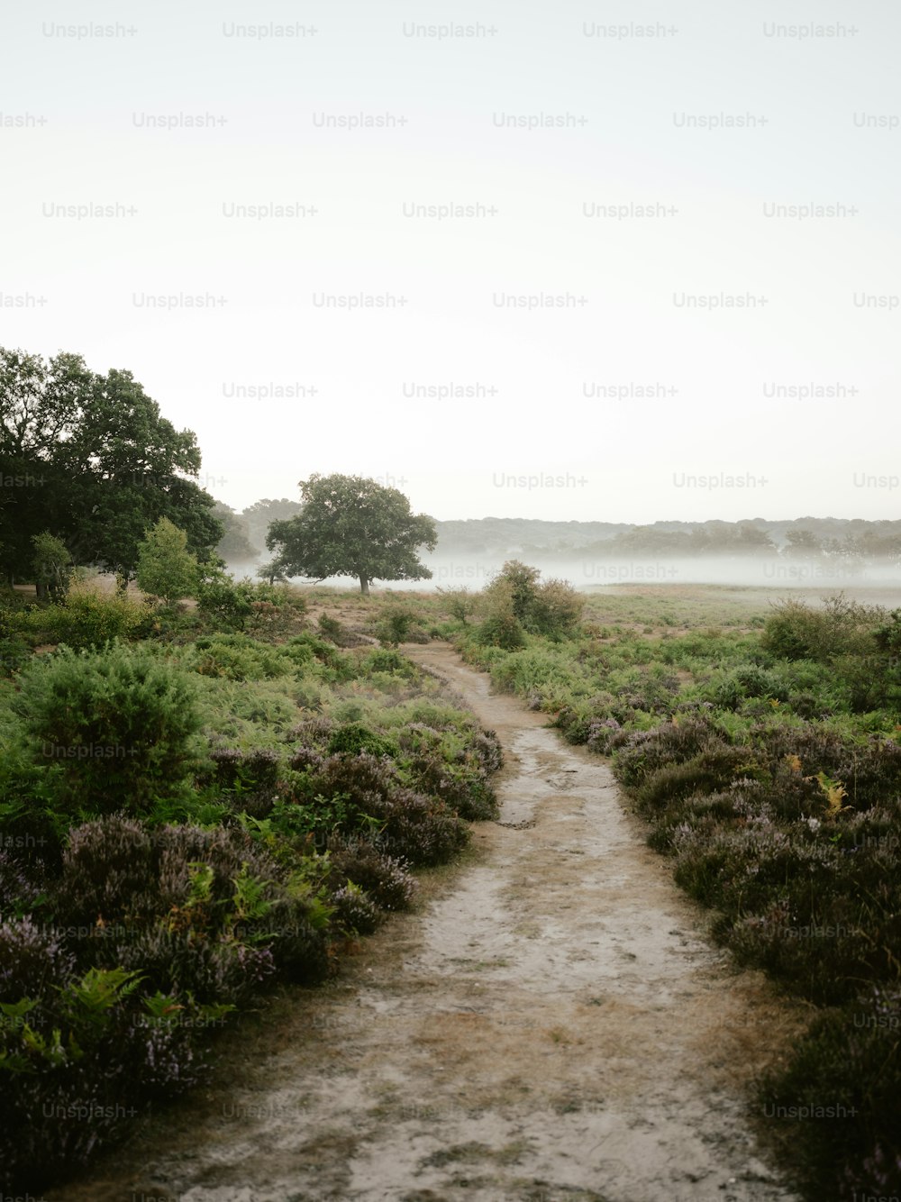 a dirt path in a field with trees in the background