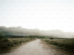 a cow standing on the side of a dirt road