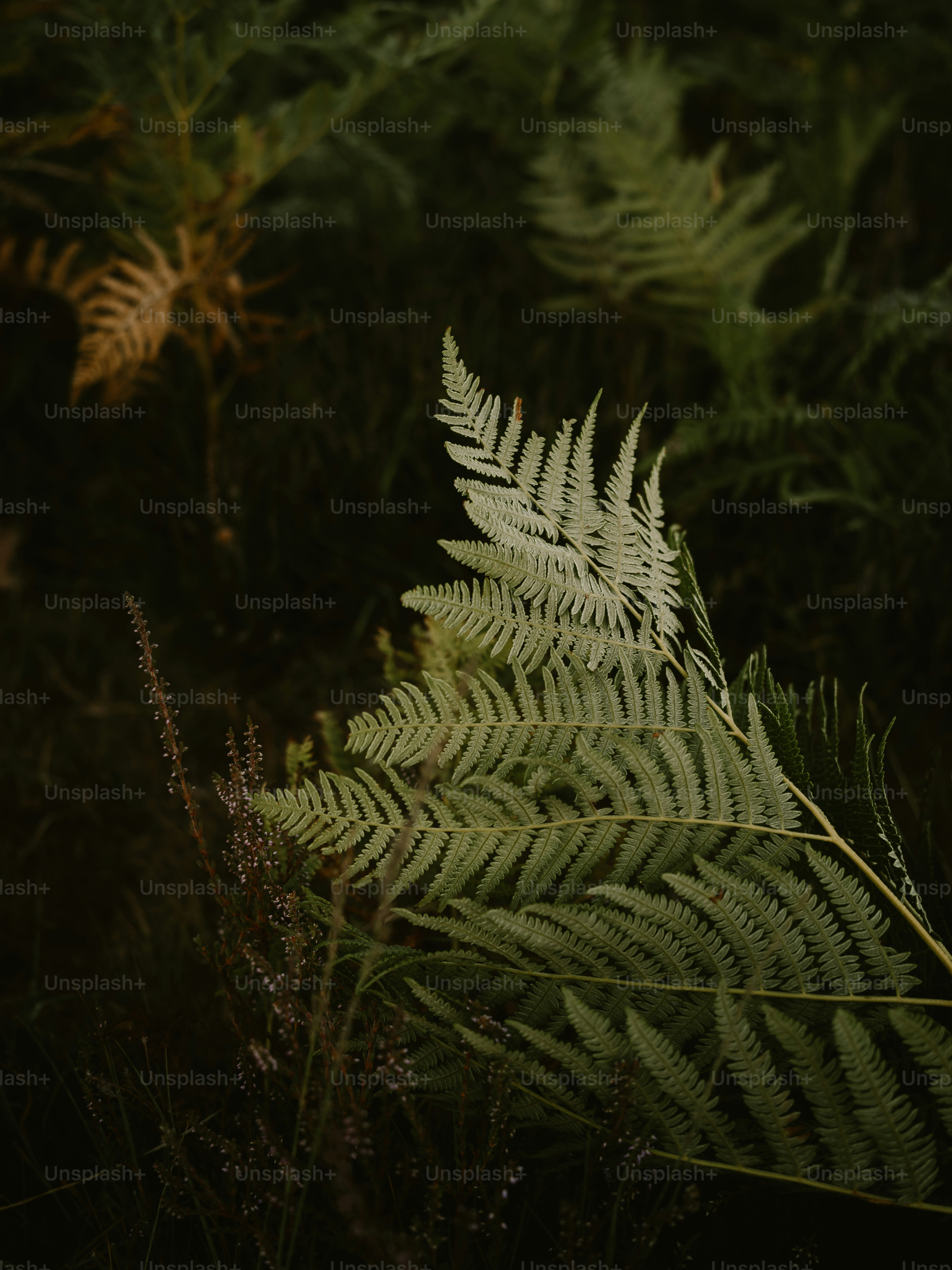 Gros plan d’une feuille de fougère dans une forêt