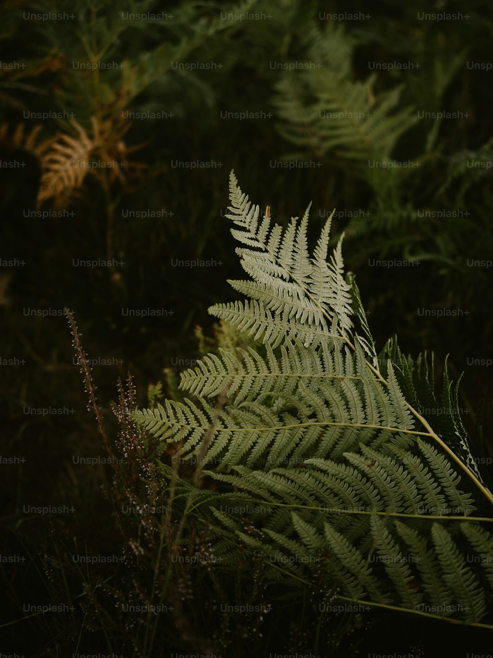 a close up of a fern leaf in a forest