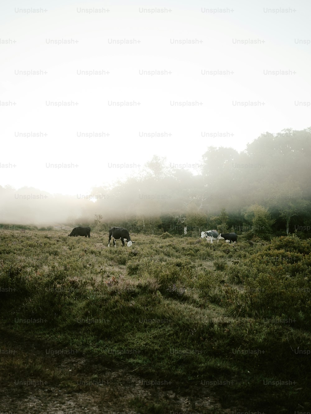 a herd of cattle grazing on a lush green field