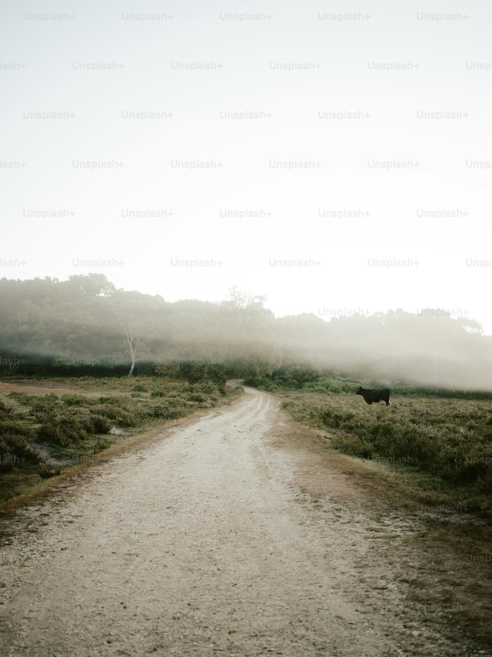 uma vaca em pé em uma estrada de terra no meio de um campo