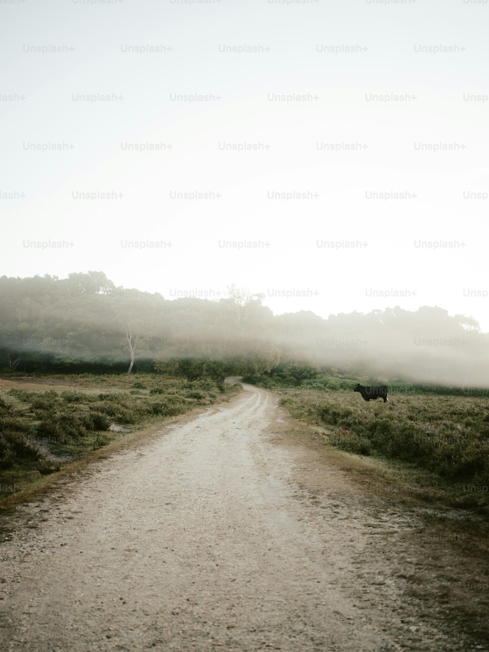 a cow standing on a dirt road in the middle of a field