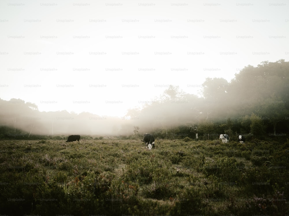 a herd of cattle grazing on a lush green field