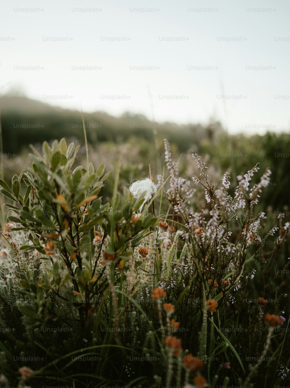 a field of flowers with a sky in the background