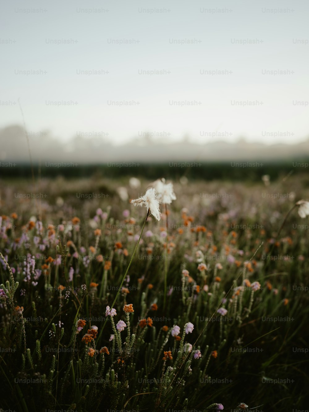 a field full of purple and orange flowers