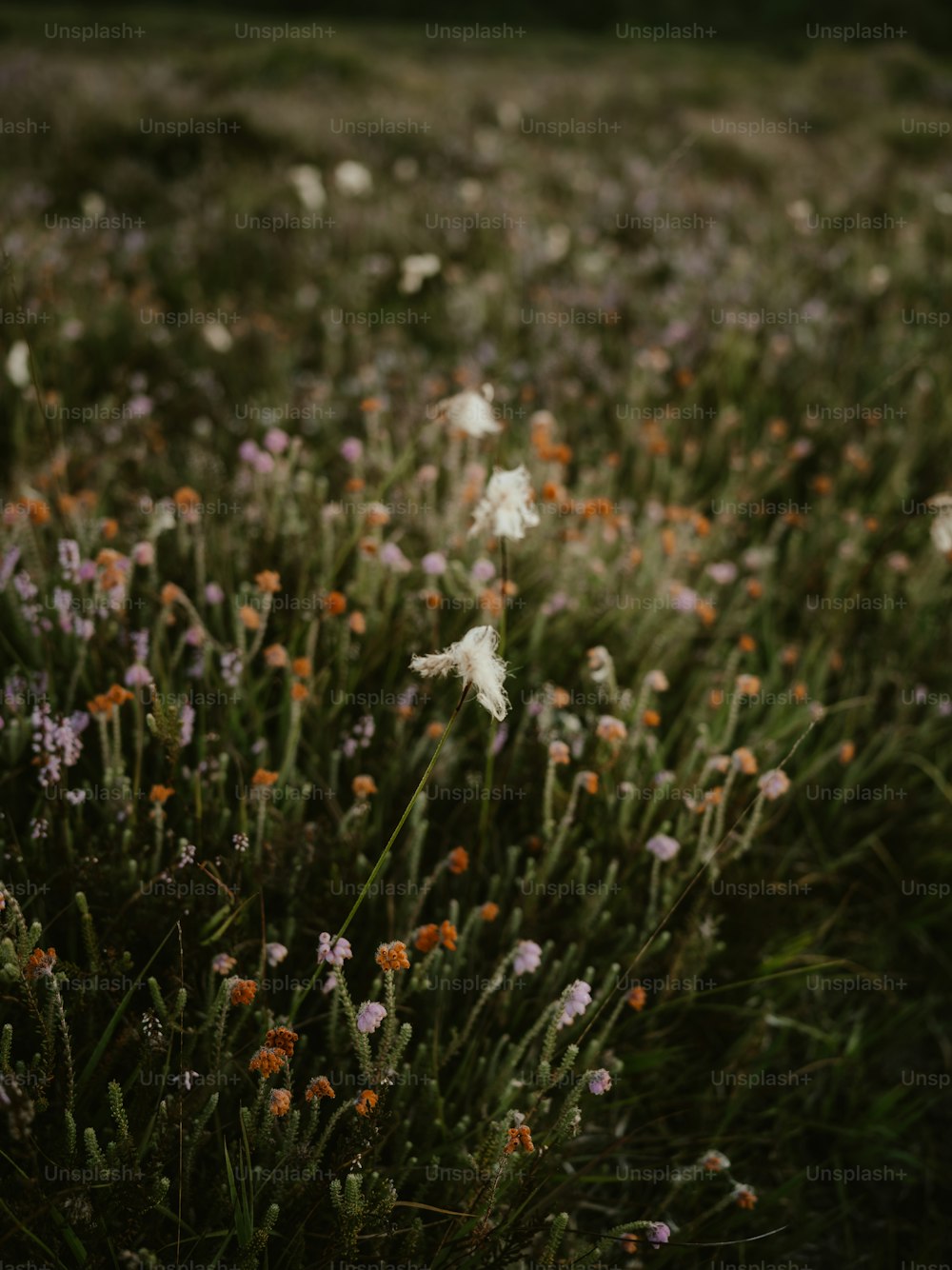 Ein Feld voller Blumen mit einem Himmelshintergrund