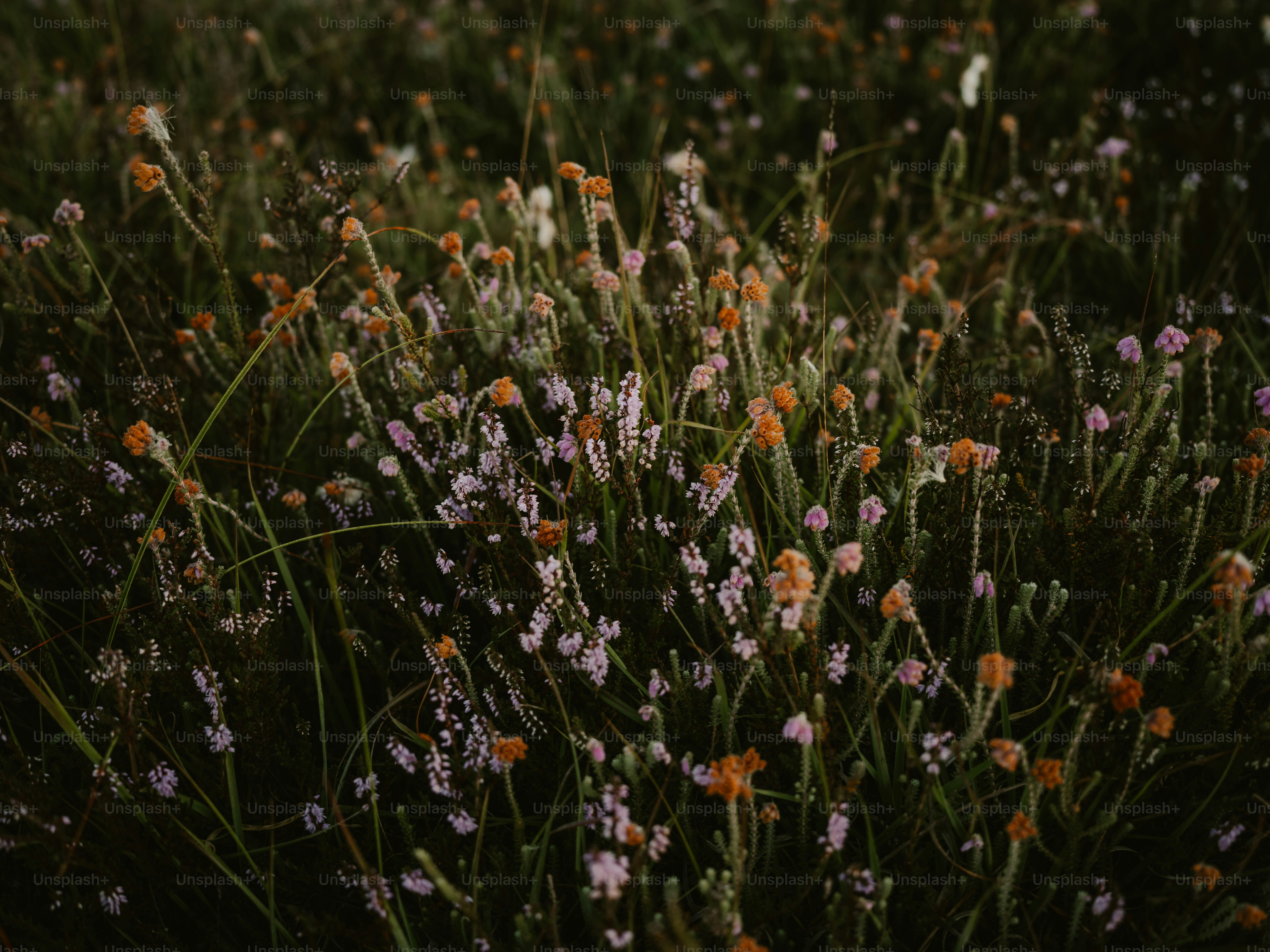 ein Strauß Blumen, die im Gras sind