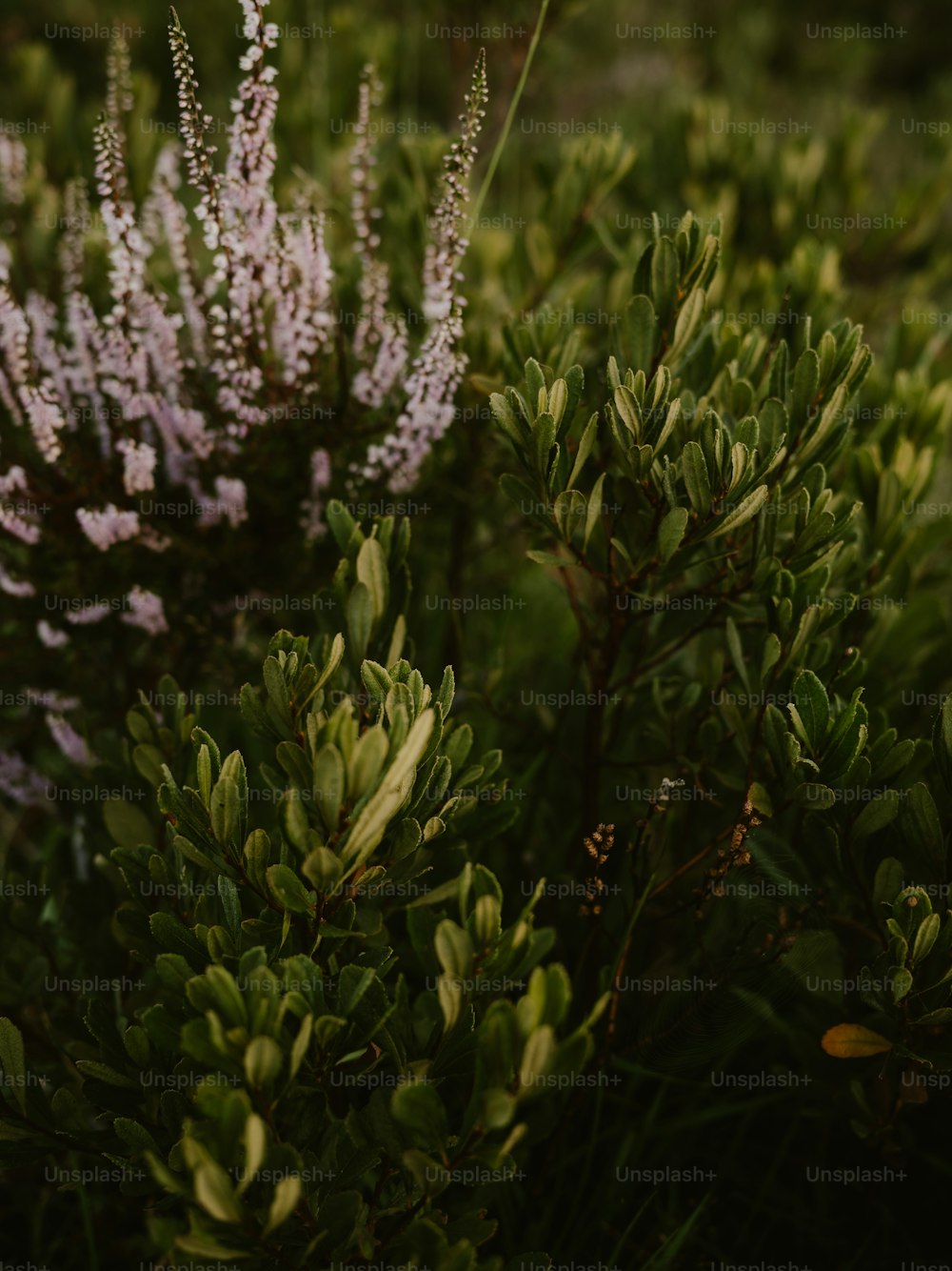 보라색 꽃이 있는 덤불의 클로즈업
