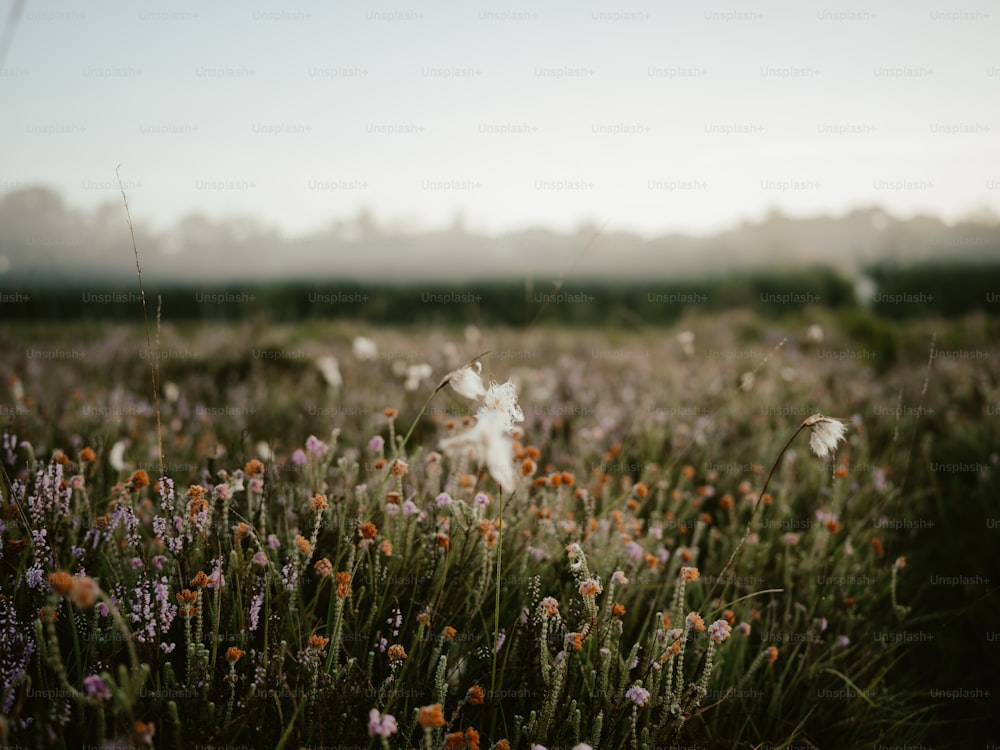 a field full of flowers with a sky background