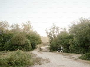 a couple of cows walking down a dirt road