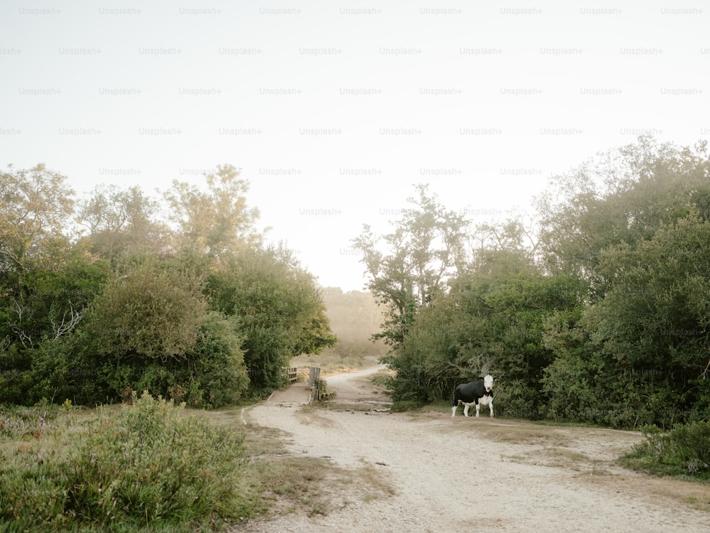 a couple of cows walking down a dirt road