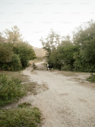 未舗装の道路を歩く数頭の牛