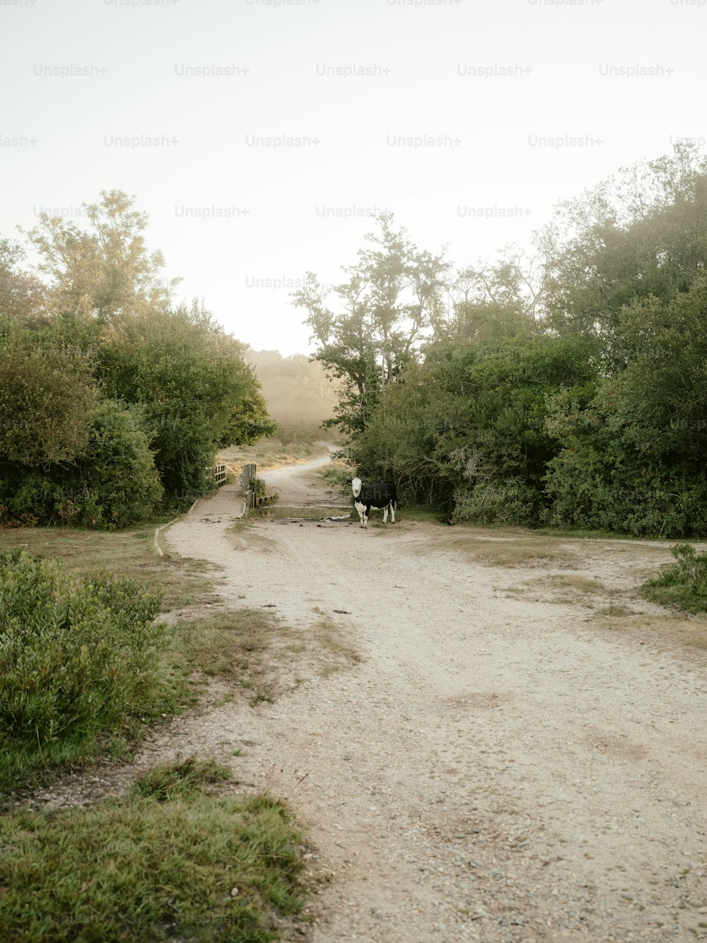 a couple of cows walking down a dirt road