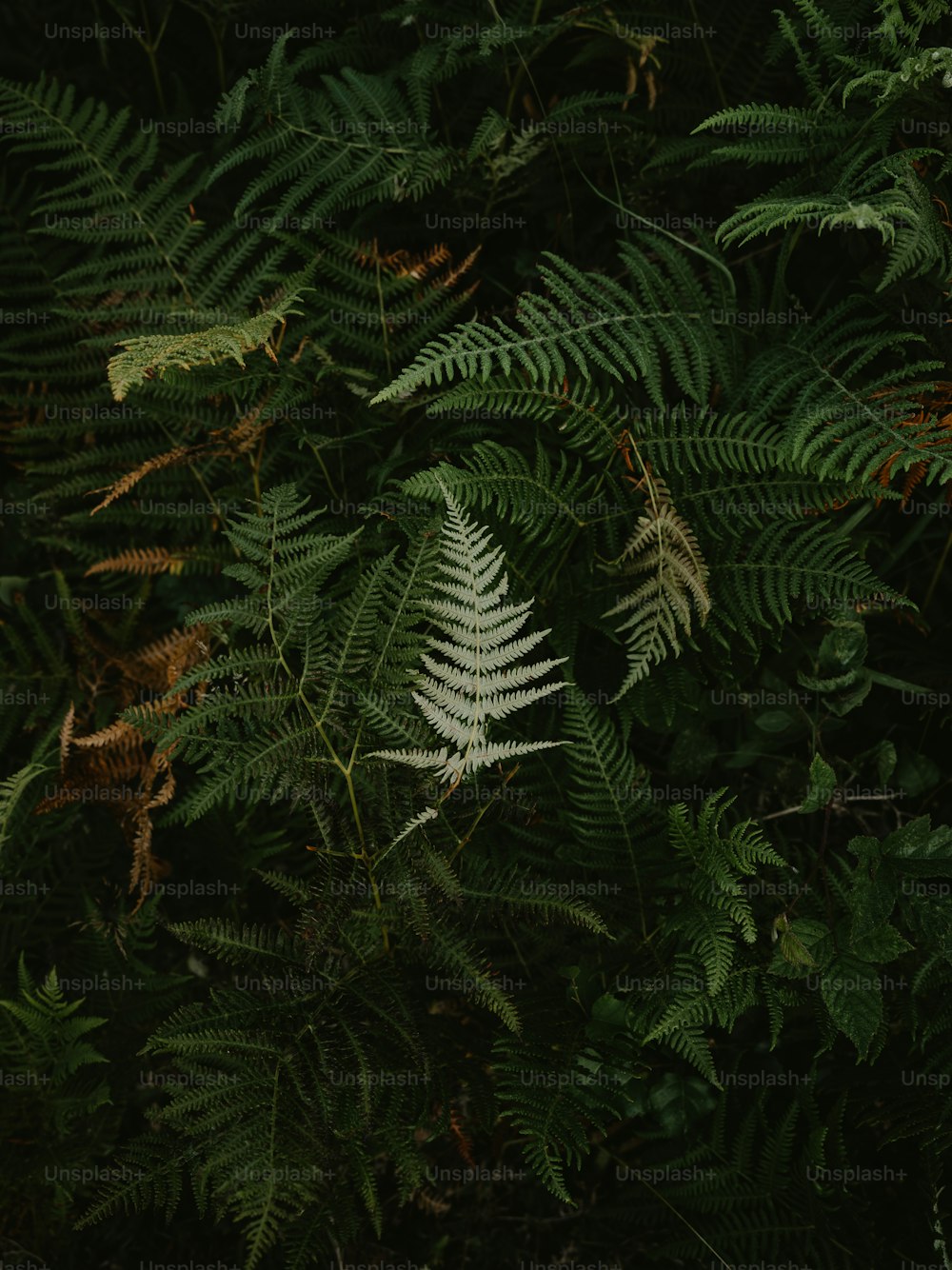 Un primer plano de una planta frondosa con muchas hojas verdes