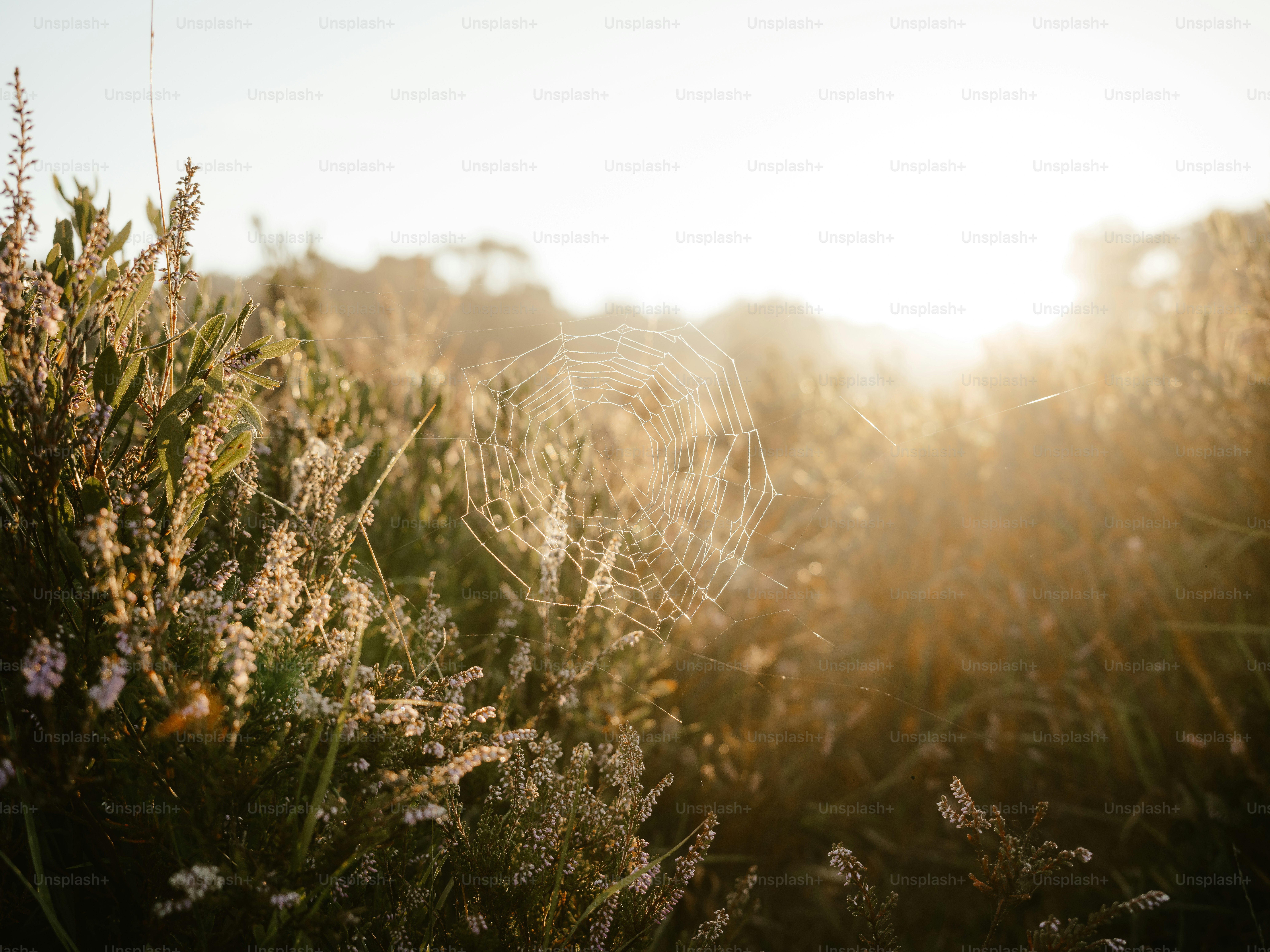 a spider web in the middle of a field
