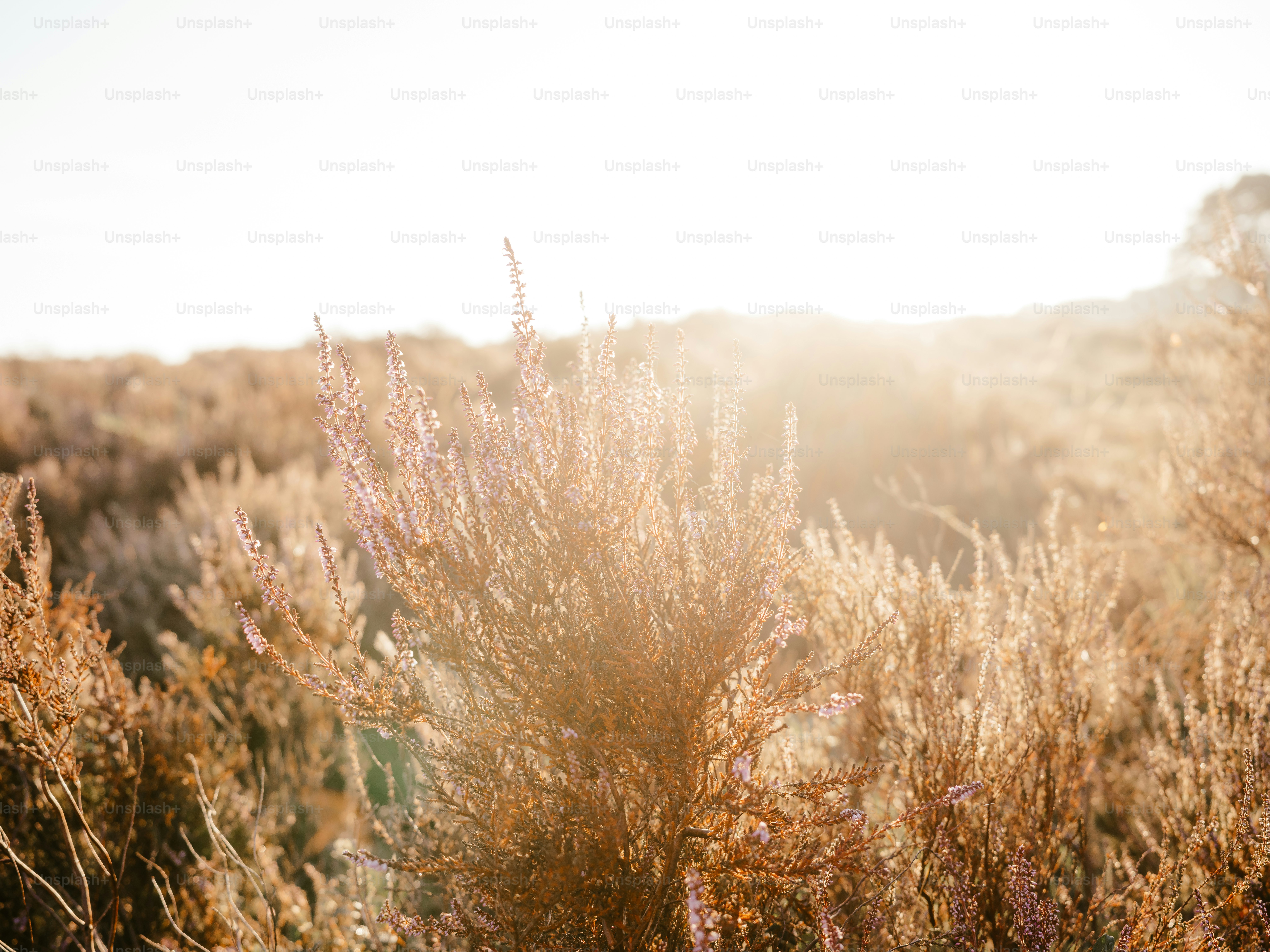 Un arbusto con muchas flores púrpuras en un campo