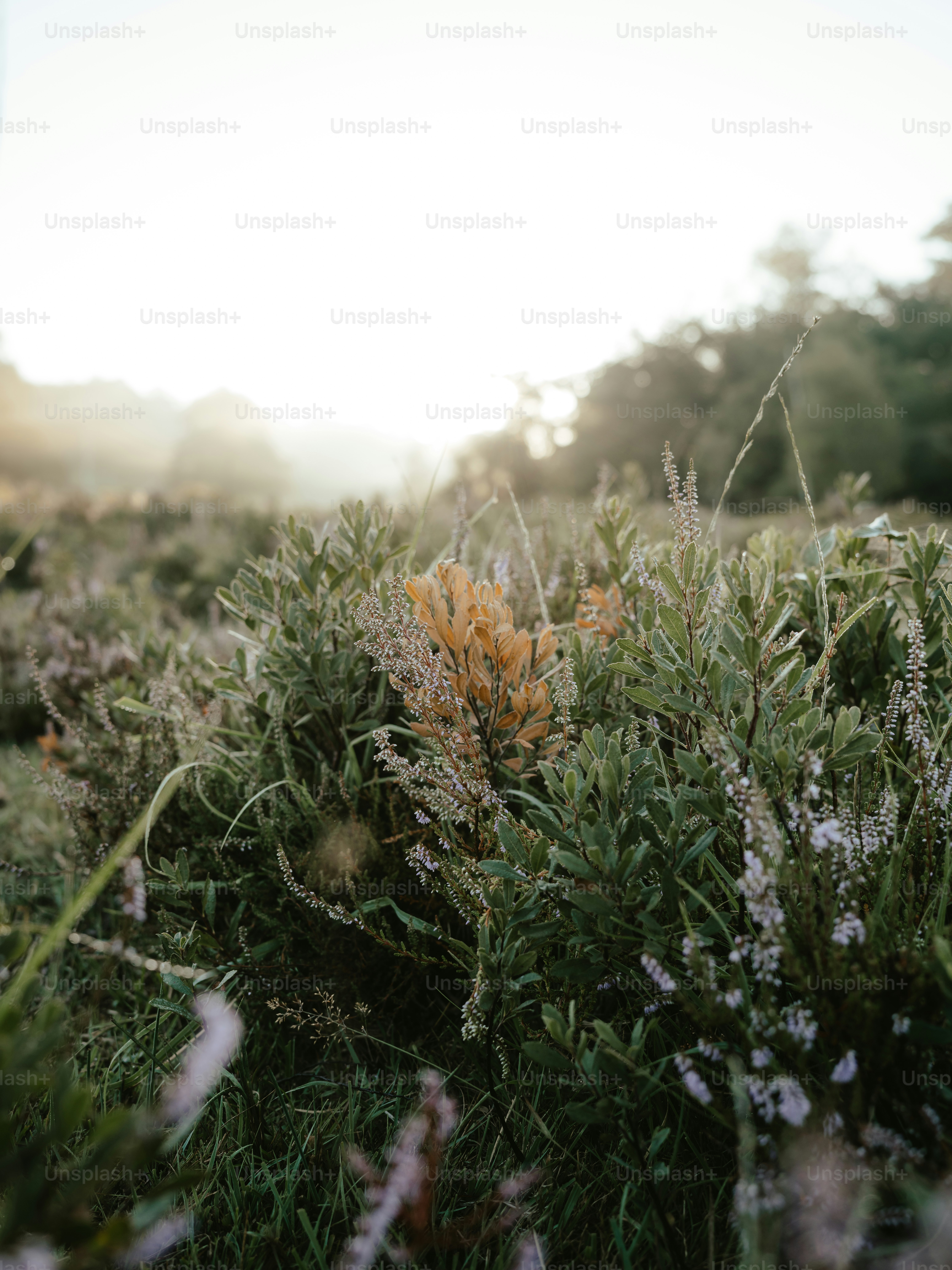 Un arbusto con flores amarillas en medio de un campo