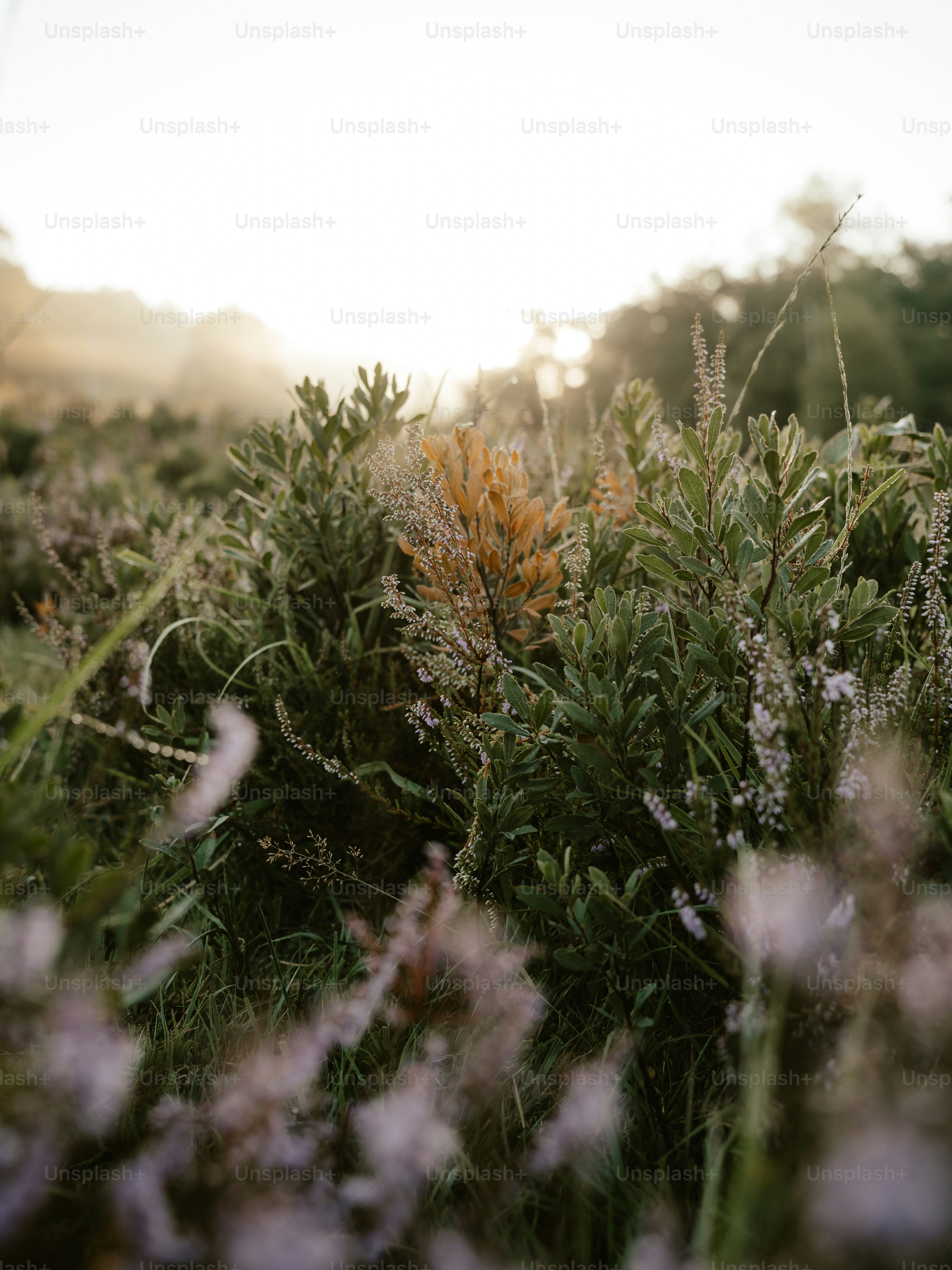 un montón de plantas que están en la hierba