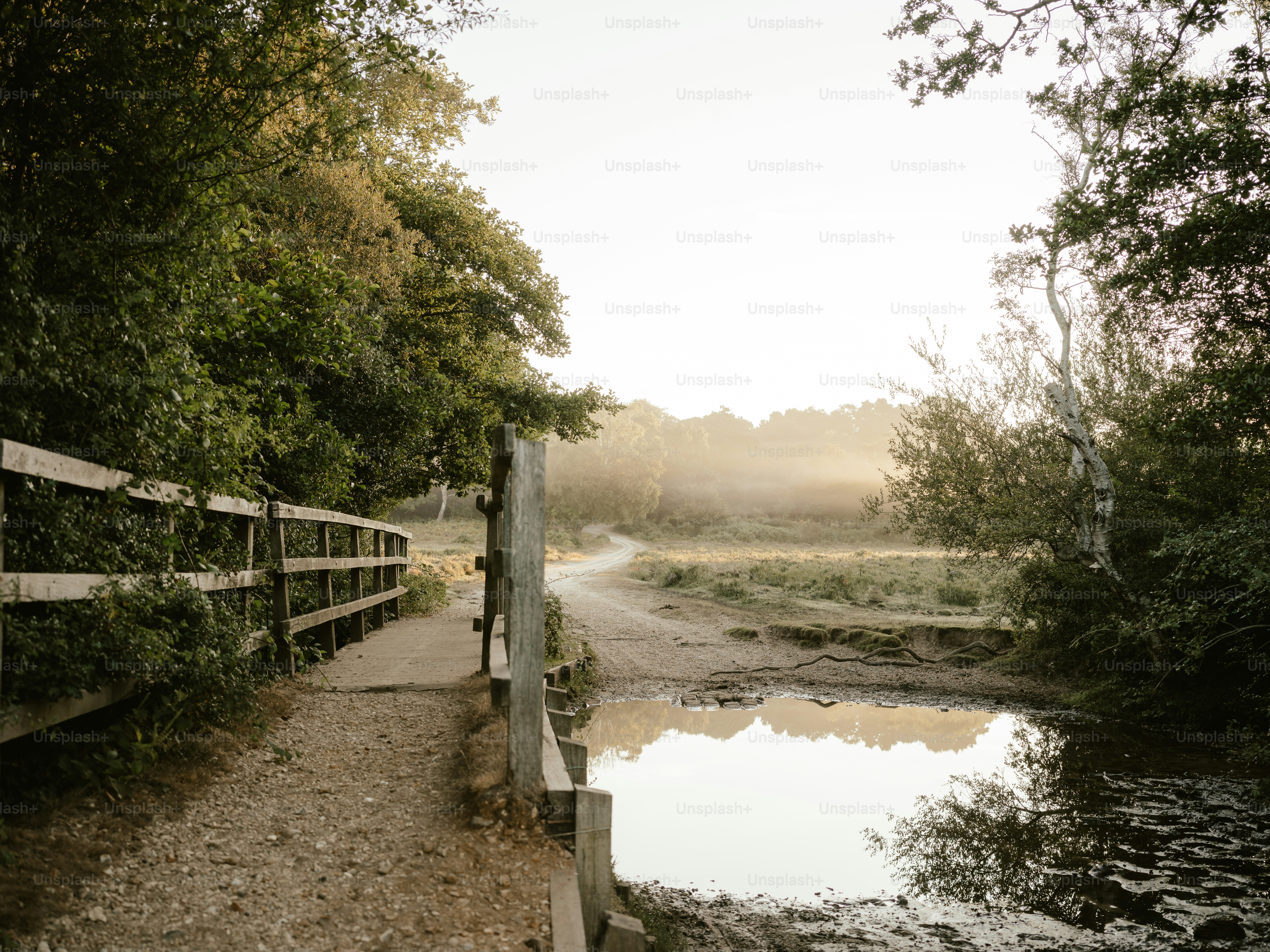 Un puente de madera sobre un pequeño arroyo en un bosque