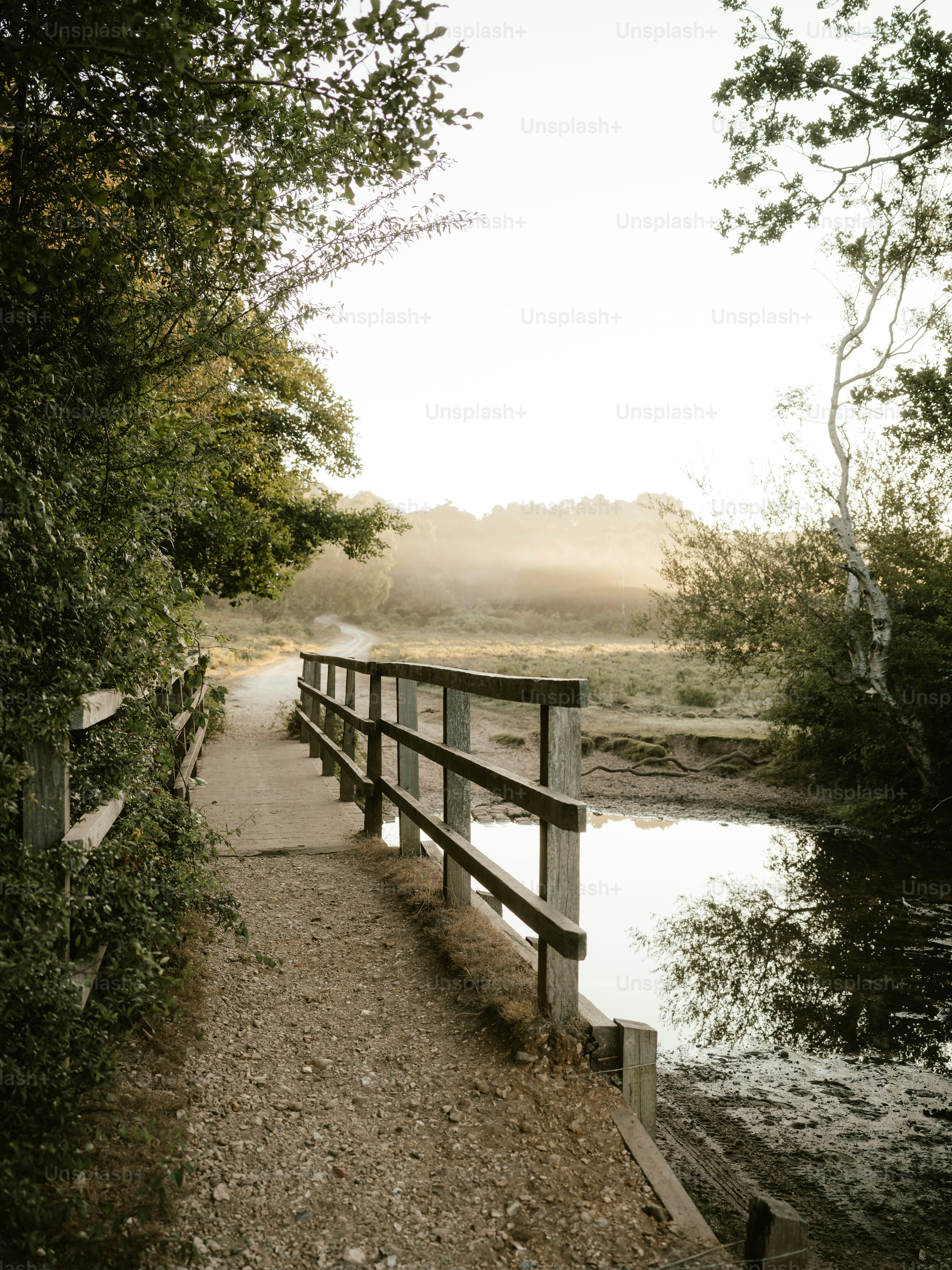 Un puente de madera sobre un pequeño río en el bosque