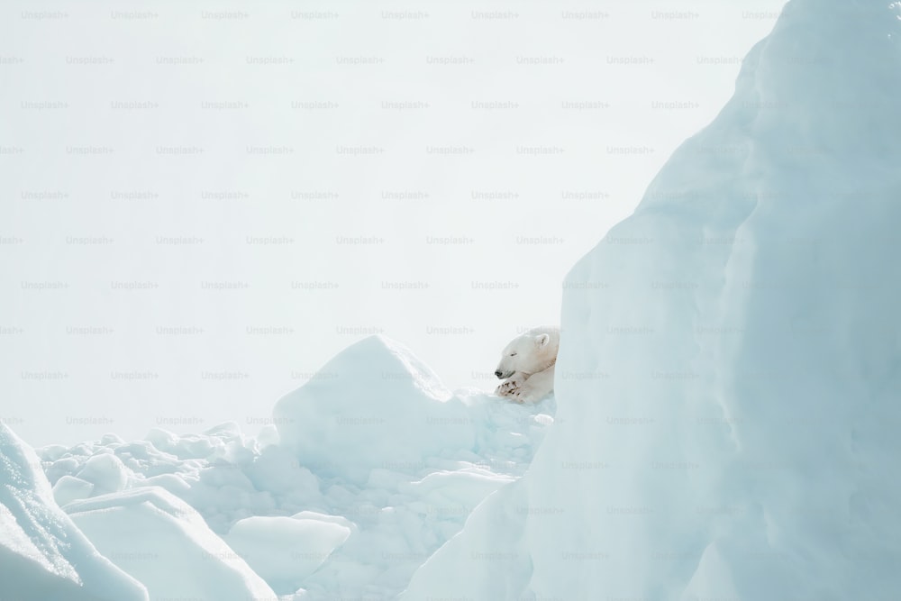 Ein Eisbär klettert einen verschneiten Berg hinauf