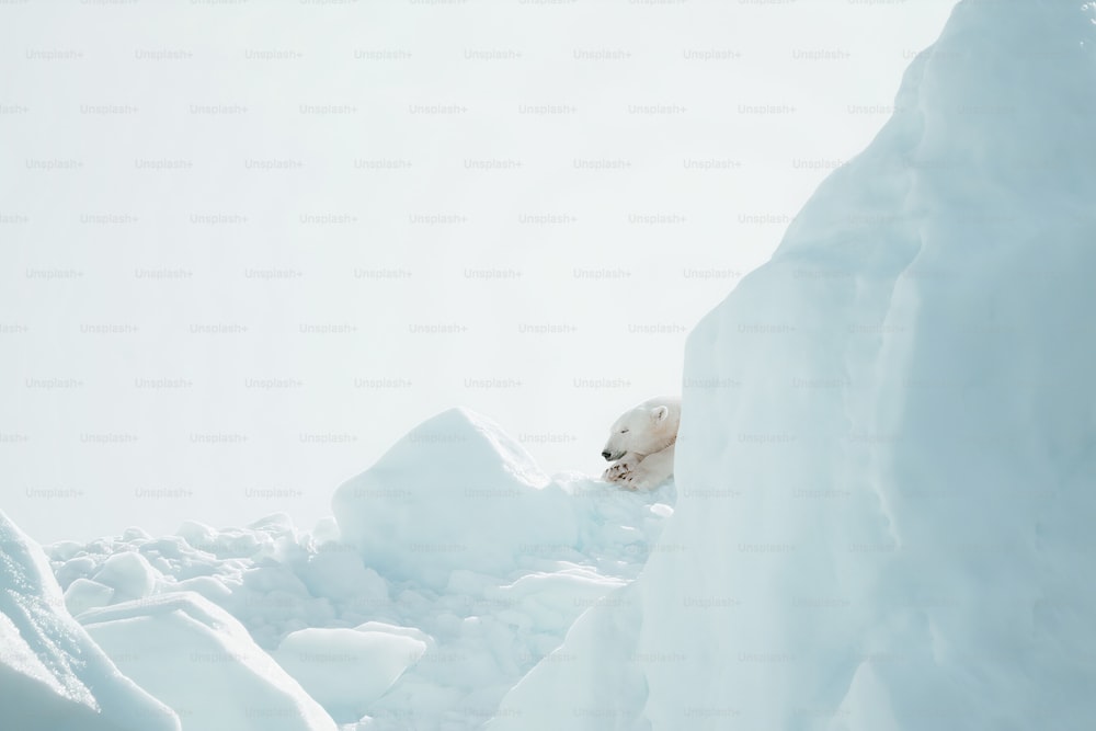 a polar bear is climbing up a snowy mountain